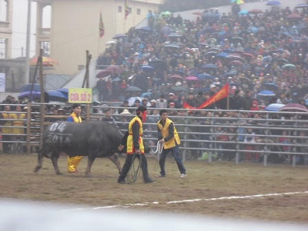 Người Hà Nội tấp nập đội mưa đi xem chọi trâu